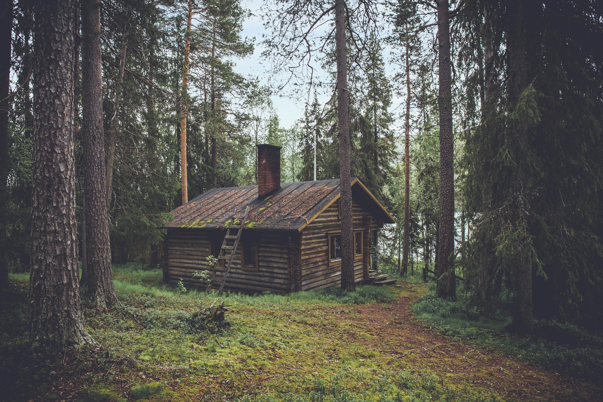 Woodland cabin surrounded by tall trees